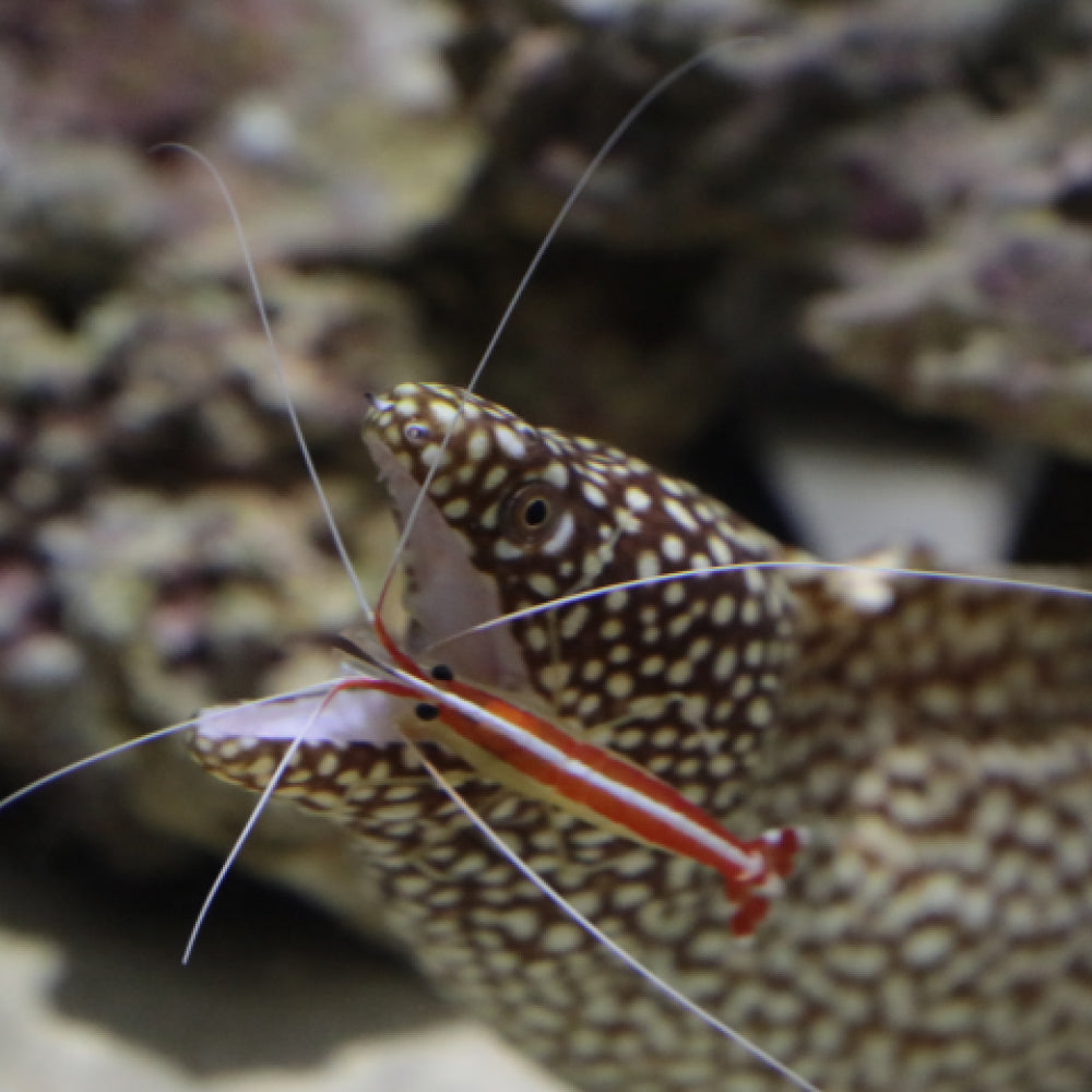 横浜開運水族館フォーチューンアクアリウム 入場券 ギフトチケット