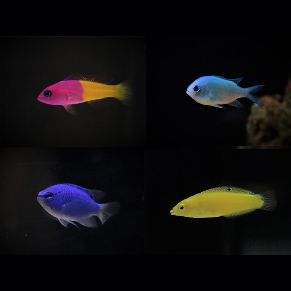 横浜開運水族館フォーチューンアクアリウム 入場券 ギフトチケット