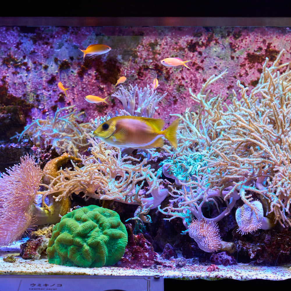 横浜開運水族館フォーチューンアクアリウム 入場券 ギフトチケット