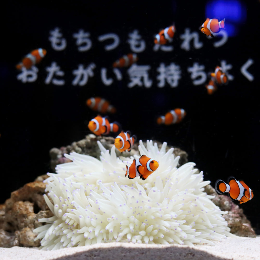 横浜開運水族館フォーチューンアクアリウム 入場券 ギフトチケット