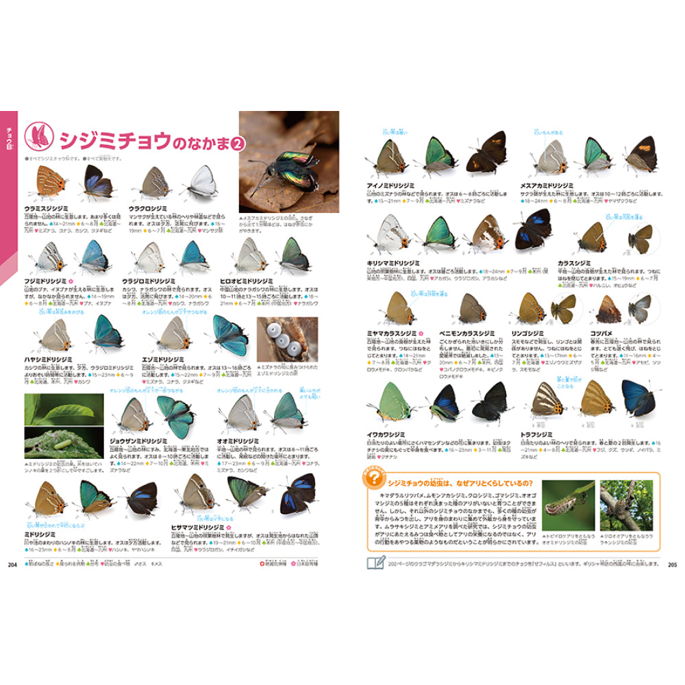 Gakken×アソビュー!「昆虫マニアセット(メタルキットプラス昆虫シリーズ2体+昆虫図鑑)」