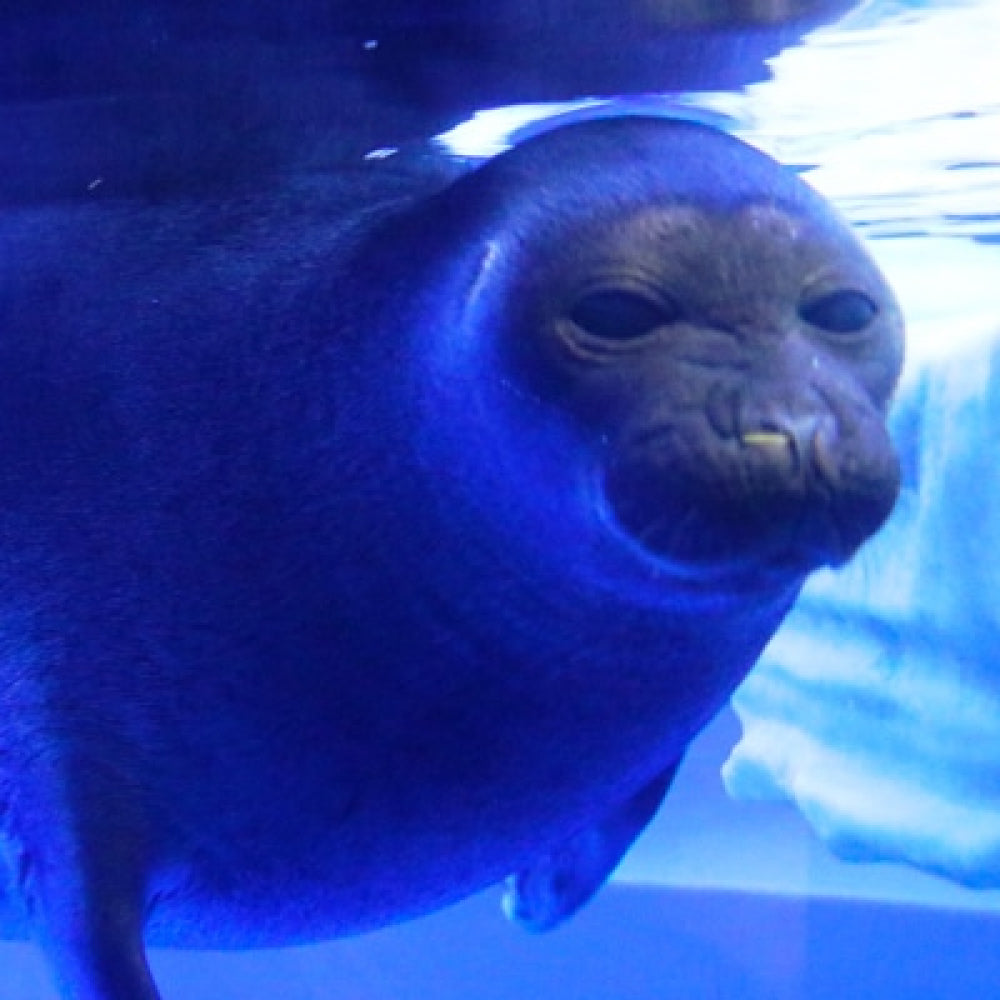サンシャイン水族館 入場券 ギフトチケット