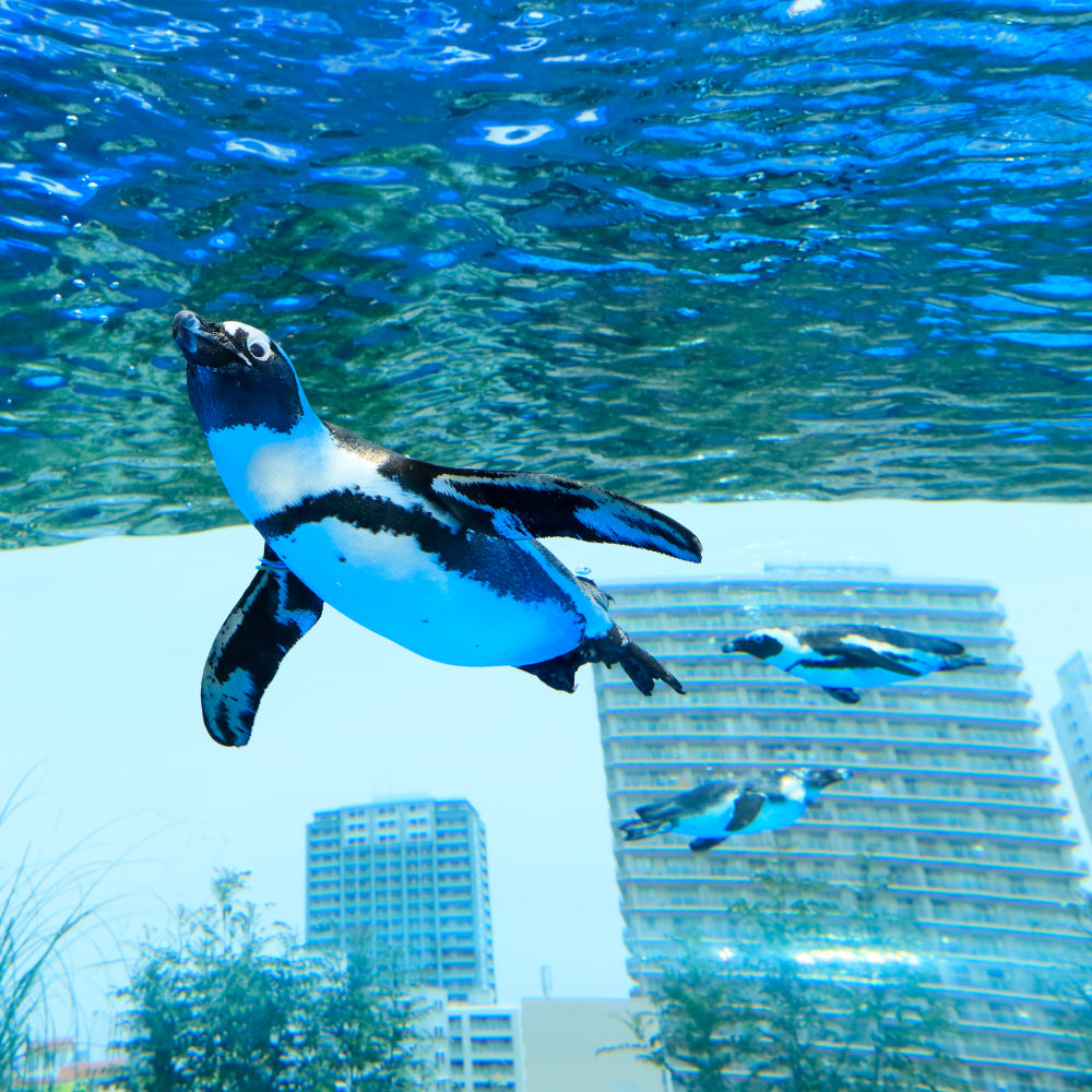 サンシャイン水族館 入場チケット丨体験ギフトならアソビュー！ギフト