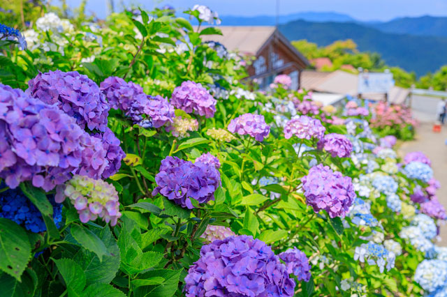 紫陽花の花言葉まとめ｜色別・種類別の意味と贈ってはいけないシーン