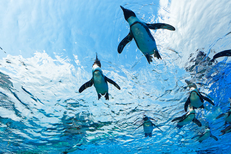 水族館・動物園シリーズ
