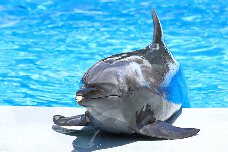 誕生日・記念日に贈る水族館が選べる体験ギフト