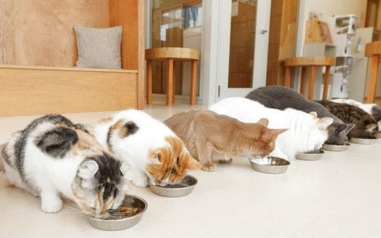 動物カフェに行ける体験ギフト