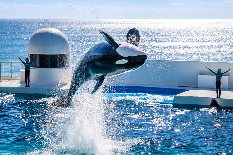 水族館ギフト