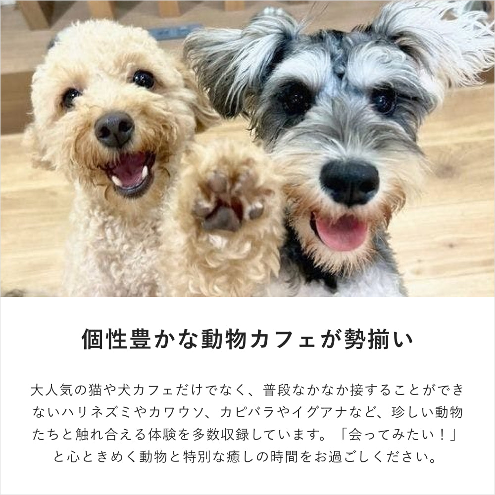 癒しの動物カフェギフト