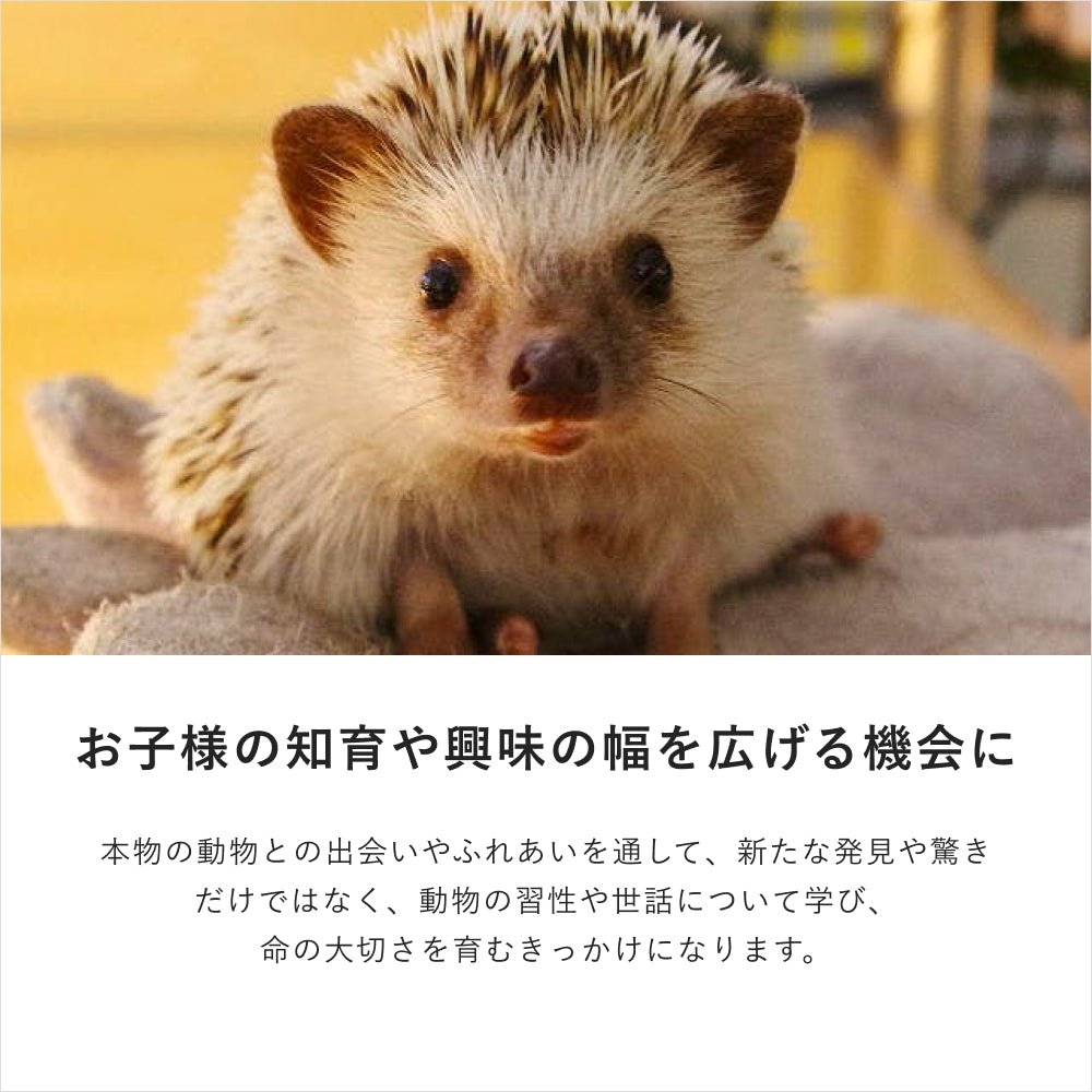 癒しの動物カフェギフト