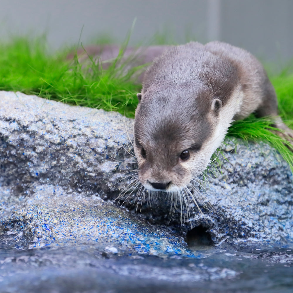 サンシャイン水族館 入場券 ギフトチケット