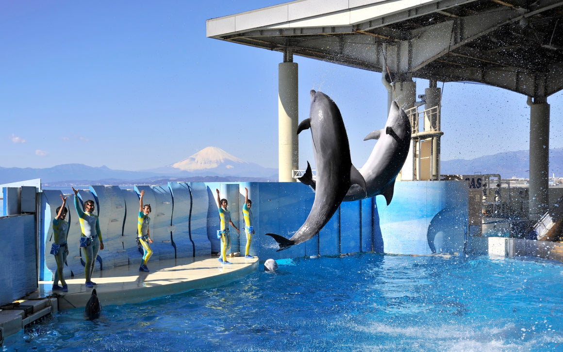 江ノ島水族館限定　ソフビ　3点セット メインショップ | ショップ | 新江ノ島水族館 江ノ島水族館限定 ソフビ