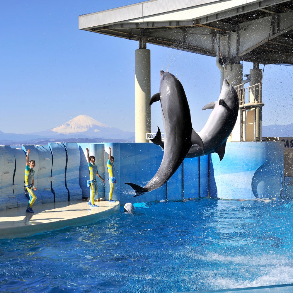 新江ノ島水族館 ギフトチケット丨体験ギフトならアソビュー！ギフト
